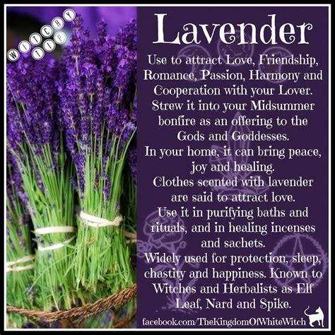 Magical uses of lavernderr